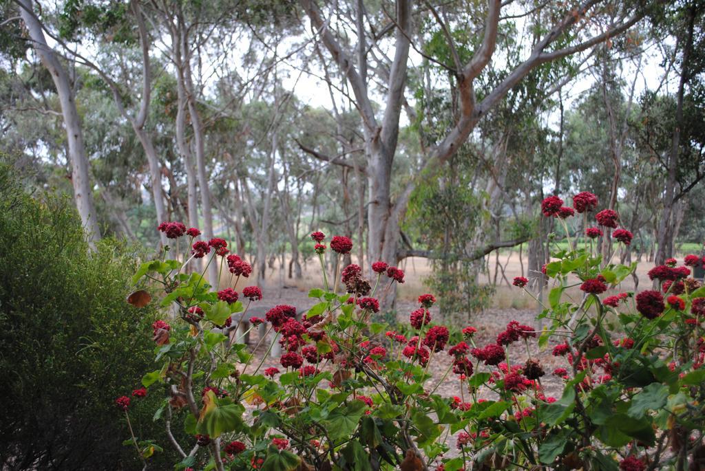 Padthaway Caravan Park Exterior foto